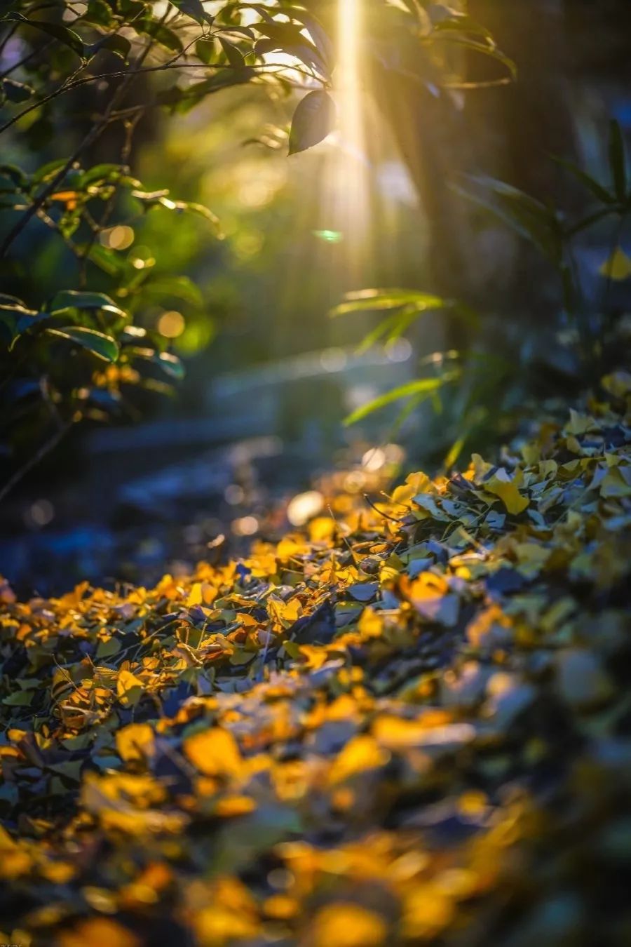 中国最美的大学武汉大学,最美的武汉大学