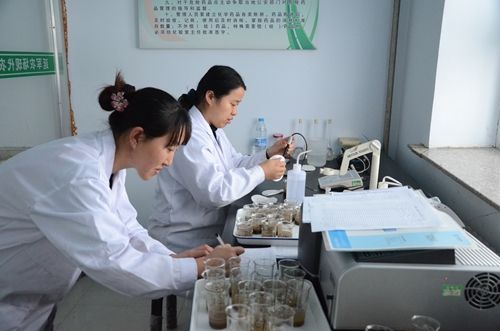 羊肚菌种植栽培技术视频教程（完整版）