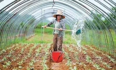 定植后蔬菜管理技巧,如何掌握蔬菜的定植期
