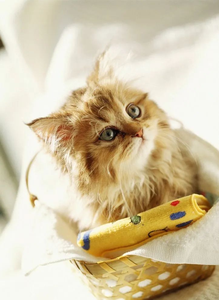 猫宫积脓流血怎么回事,猫咪的猫窝里有血怎么回事