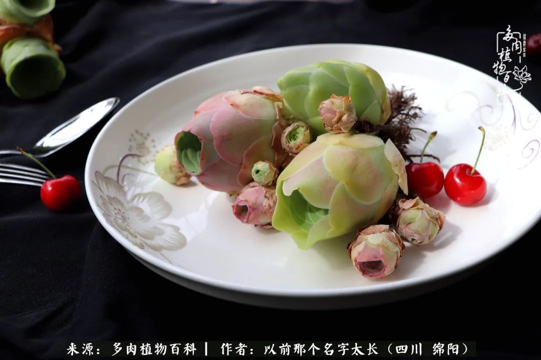 山地玫瑰夏天,山地玫瑰花怎么玩