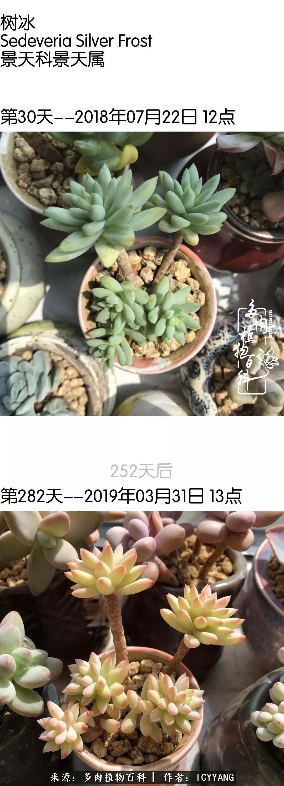 多肉隔着玻璃晒太阳效果好吗,隔着玻璃养的多肉照样长得好