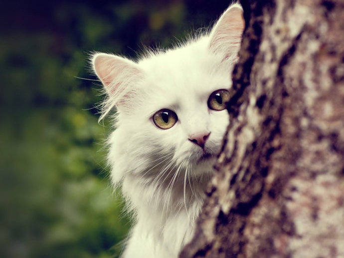 怎么帮猫咪去跳蚤,如何帮小猫咪去掉跳蚤