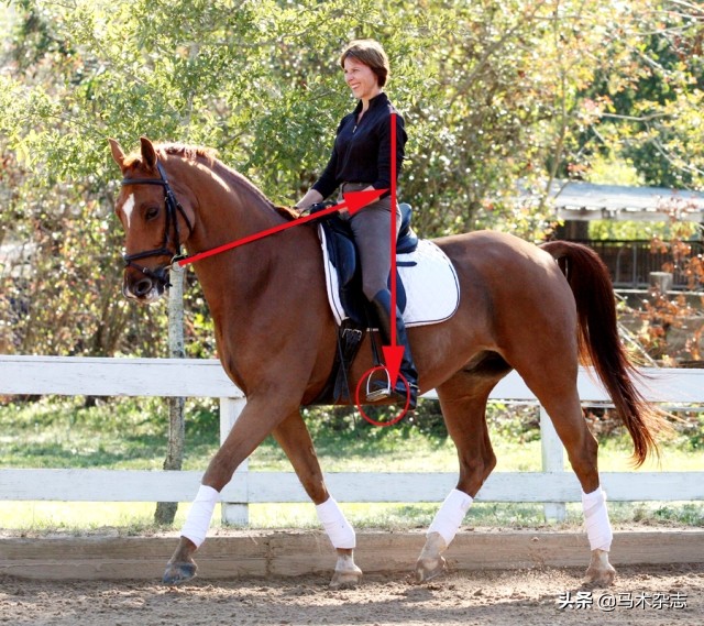 马不听自己话怎么办,为什么马不听话