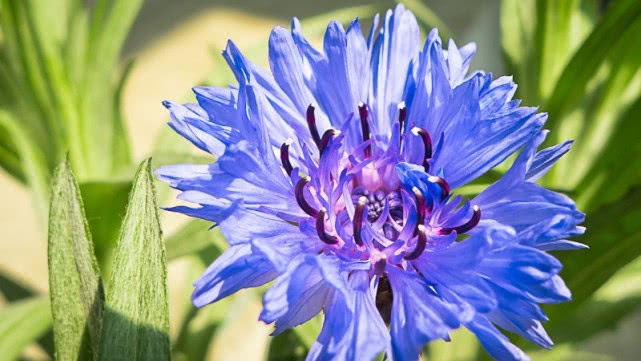 菊花是我国十大名花,菊花是国家的什么名花
