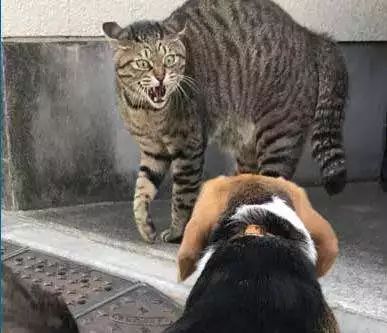 湿性猫传腹打441针治愈率多高,最可怕的猫咪是什么