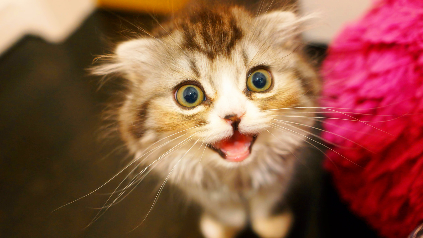 有些人家里养了非常多的猫咪,很多人都养猫咪的原因