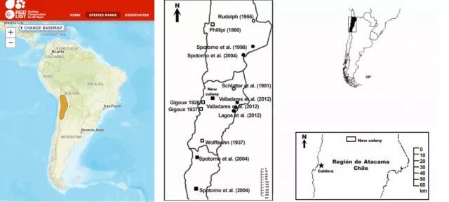 野外的龙猫长什么样子,野外的龙猫生活在哪里
