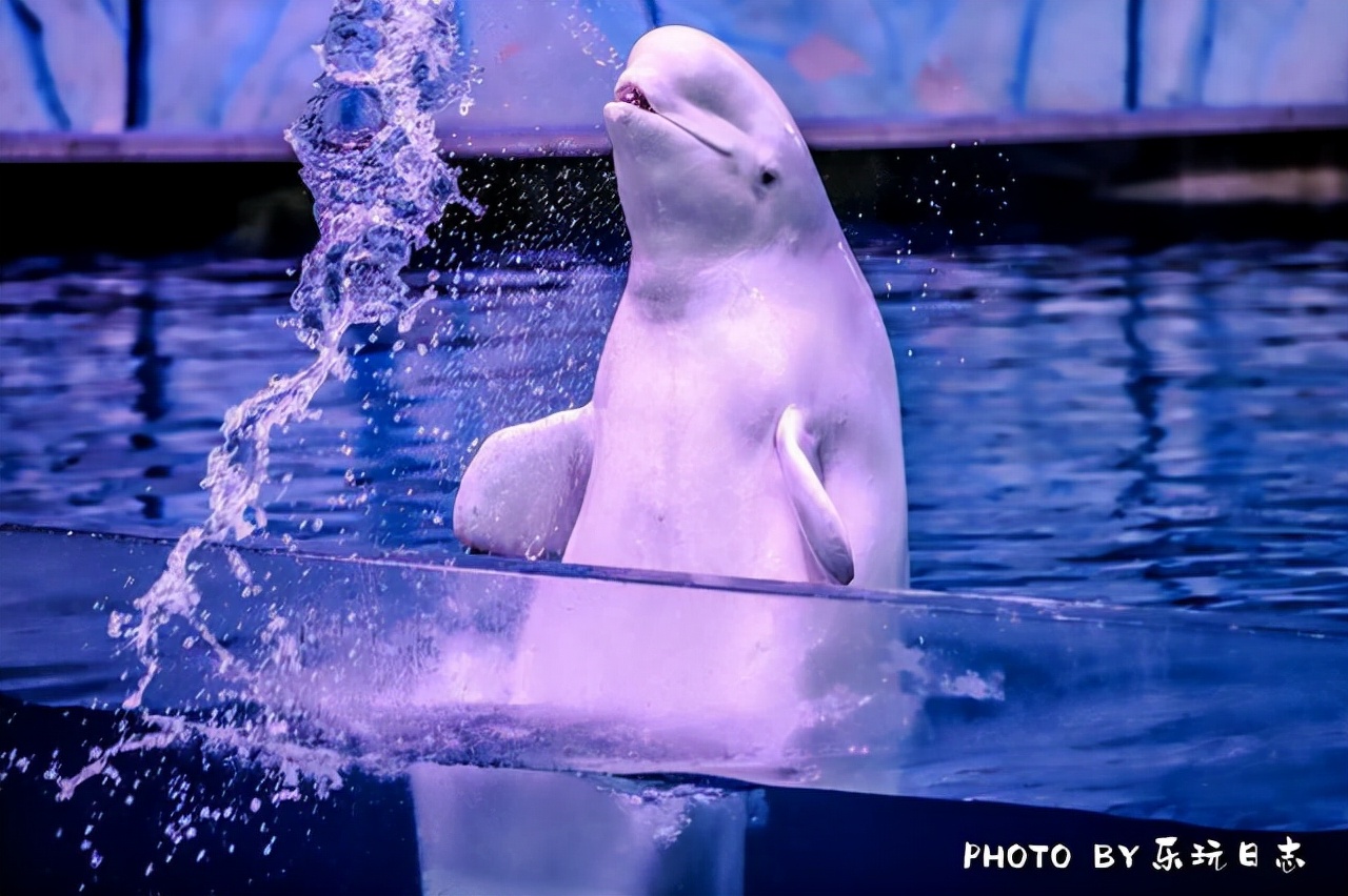 来珠海旅游必打卡的景点,春节珠海亲子游玩地方推荐