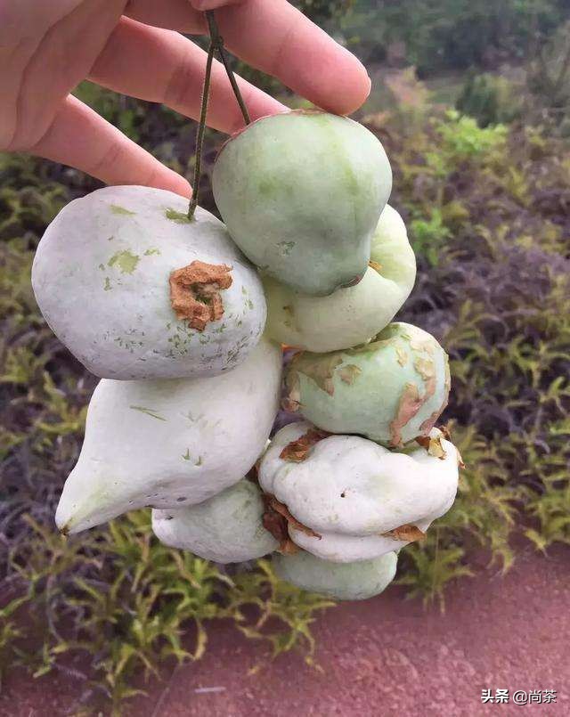 诚壹科普：山茶花树，茶叶树，茶油树傻傻分不清楚？关注我不迷路