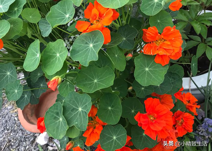 大面积花卉种子播种方法,播种盆栽需要注意哪些细节