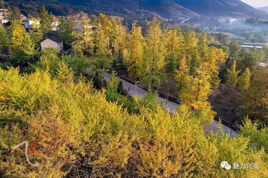 桂林兴安漠川银杏最佳观赏时间,桂林兴安漠川银杏网红打卡地