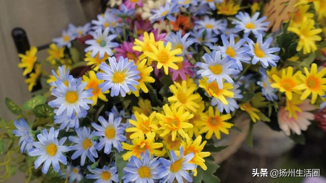 扬州花卉市场大全,扬州西区花卉市场