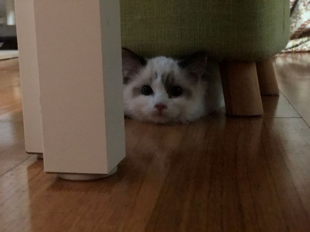 猫的内在品质,猫的本质就是嫌弃主人