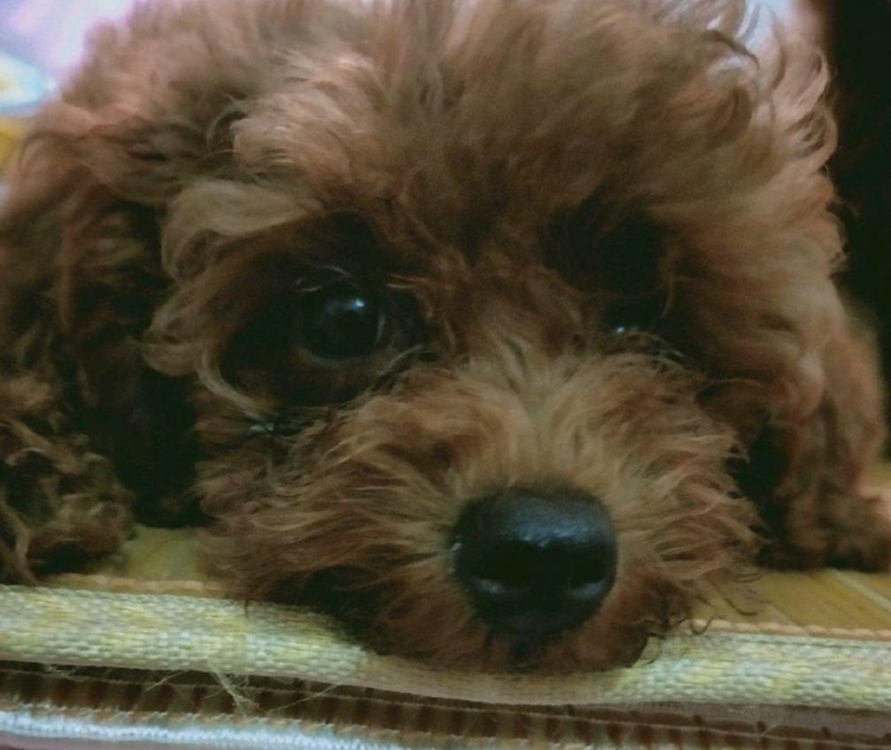 狗狗难产主人该怎么帮它,狗难产胎死腹中子宫破了一个洞