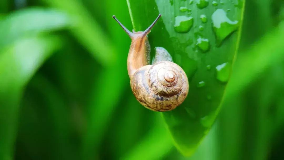 手把手教你拍摄微距花,春天拍花卉微距摄影镜头推荐