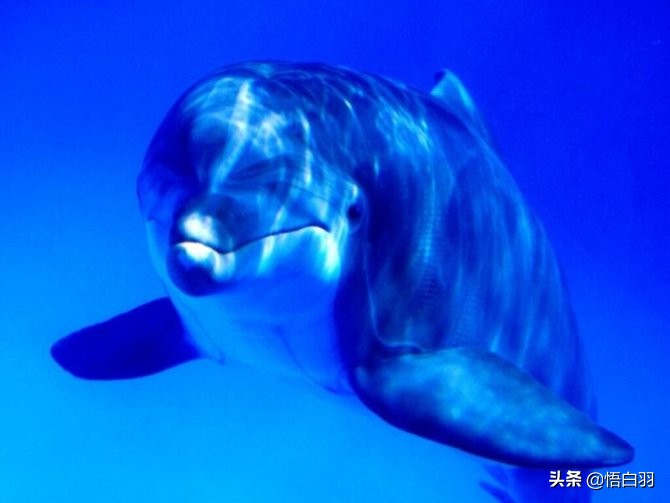 海豚湾,海豚湾恋人主题曲