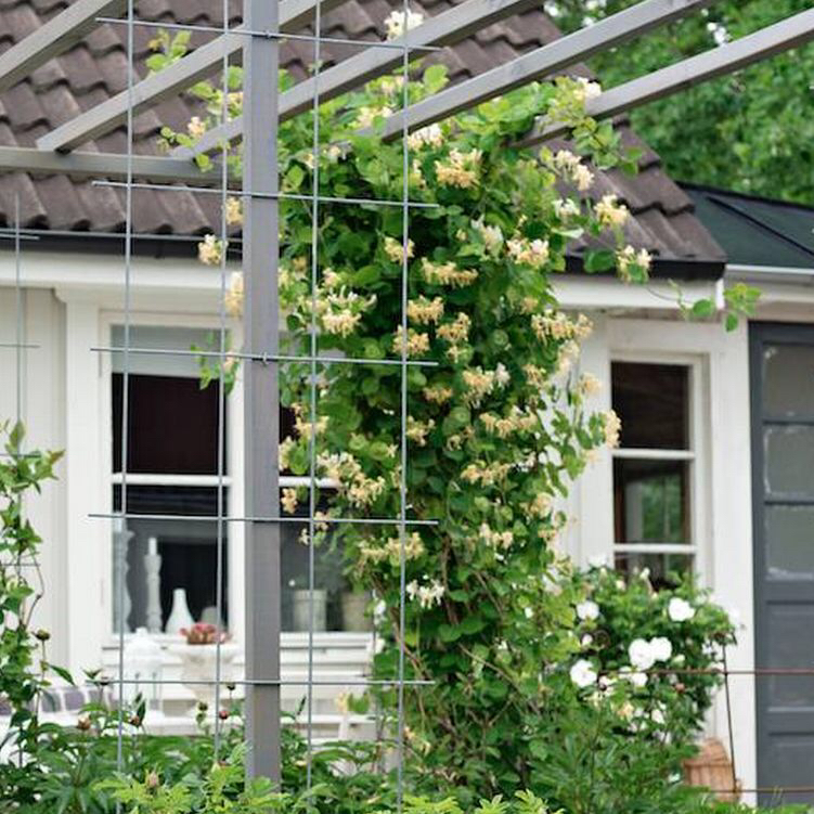乡下比较适合的爬藤植物,有院子必养4种爬藤花