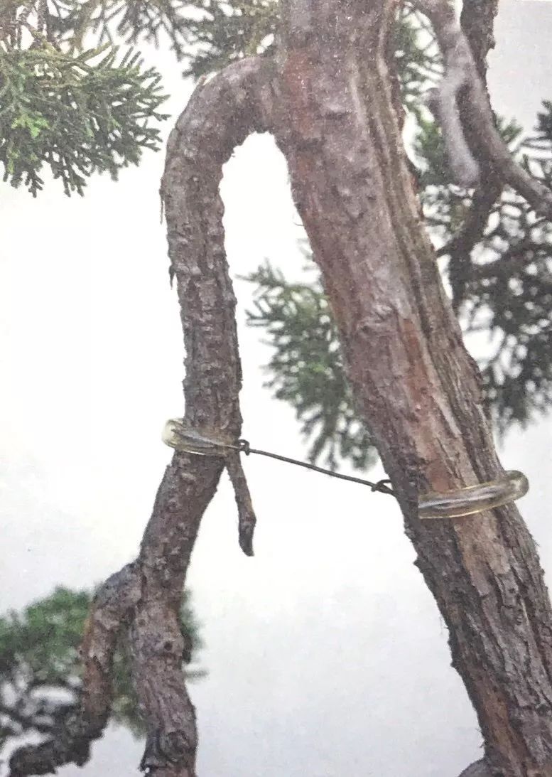 盆景枝条拿弯最实用的6大技巧,盆景树如何弯曲