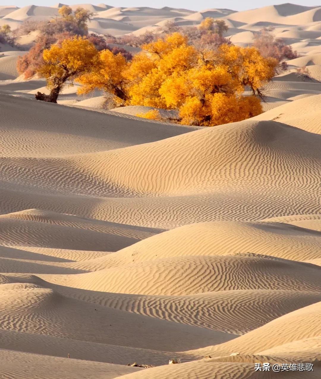 黄沙为何暴涨,黄沙价格最新市场价