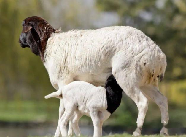 羊产后不喝红糖水怎么办,羊产后不吃东西怎么办