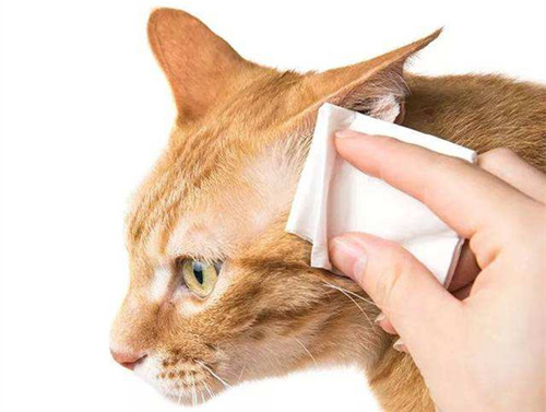 猫咪耳螨放药要戴多久头套,奇妙猫咪物语公猫