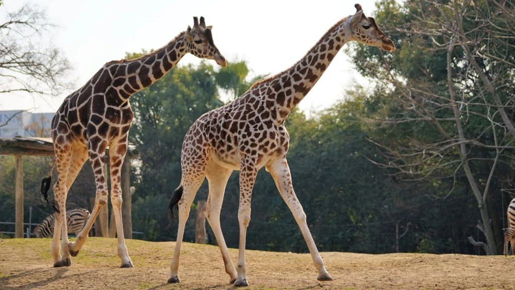 大阪亲子游必去景点推荐,亲子北海道大阪怎么玩