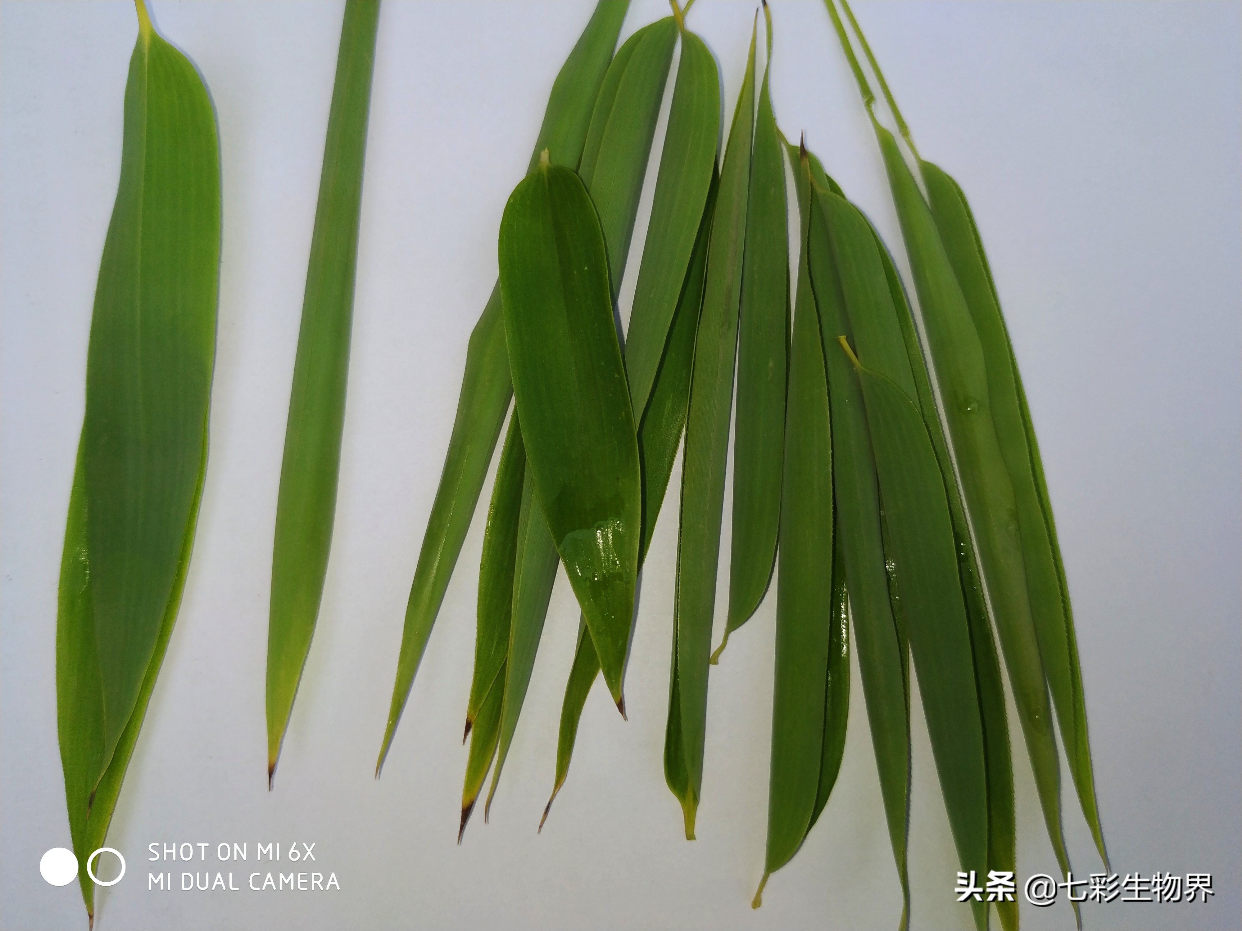 竹叶茶有清热解毒的功效,菊花竹叶茶能去火吗