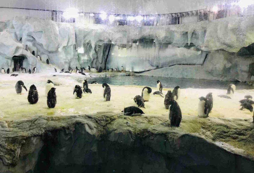 珠海长隆海洋王国附近住宿攻略,珠海长隆海洋王国三人住两天一夜