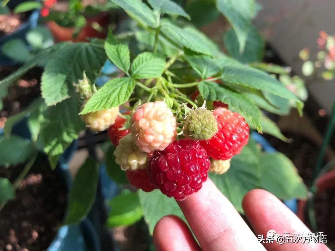 草莓上的小麻点是种子吗,草莓上的小麻点是什么呢