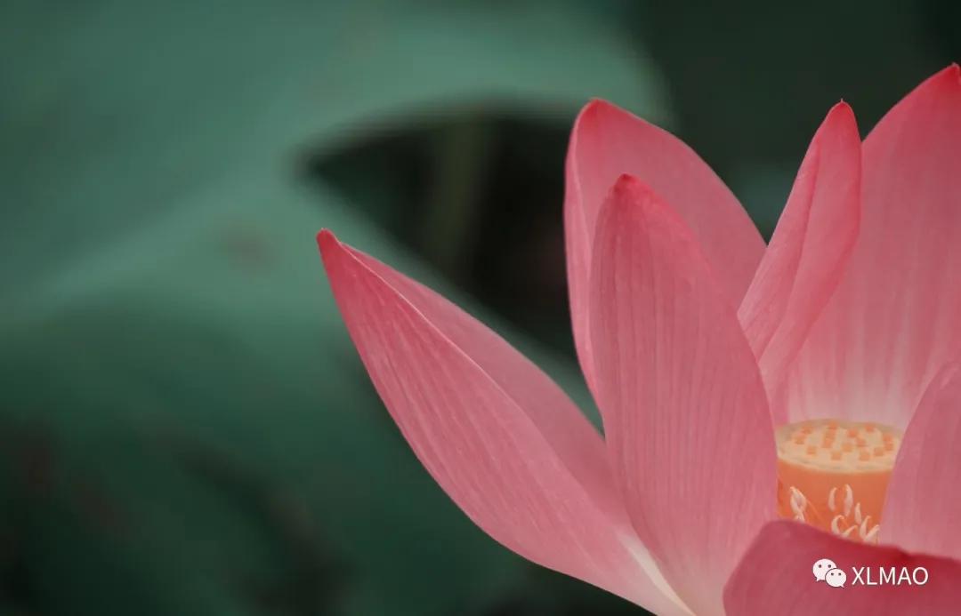 摄影爱好者的拍摄题材,一名业余摄影爱好者的简介