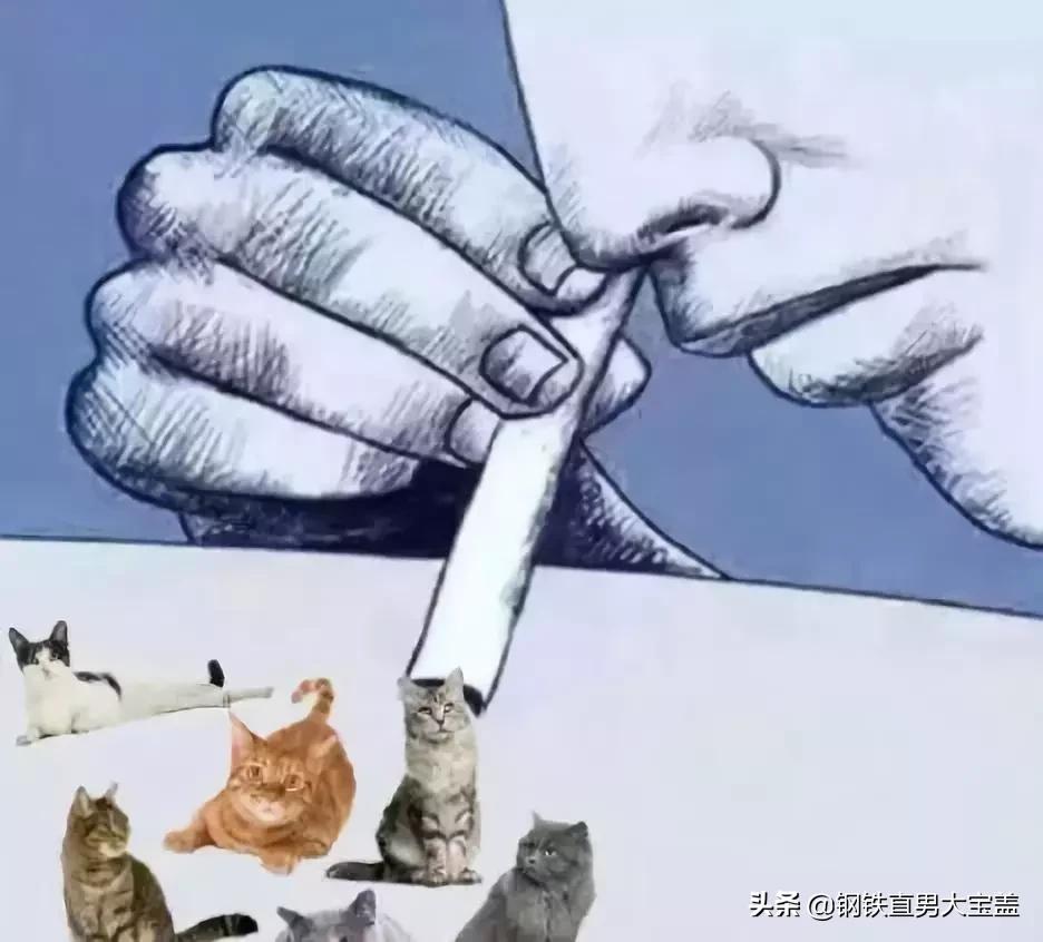 铲屎官必看的9部猫咪电影,铲屎官喵星人