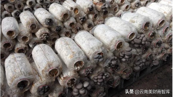 云南产业化龙头企业,云南省重点龙头企业