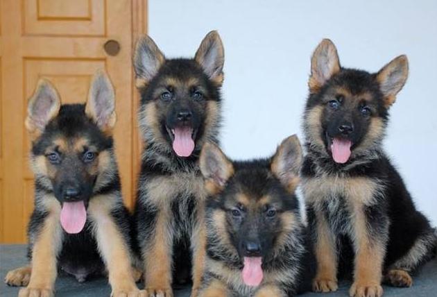 六个月的小德牧一天喂几顿合适,小德牧幼犬一天吃多少狗粮合适