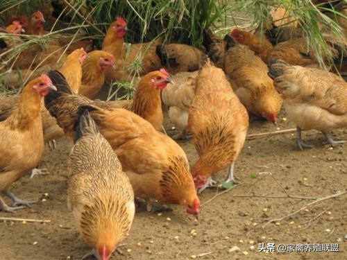 养鸡不挣钱为什么还有那么多人养,养鸡不赚钱的4个方法