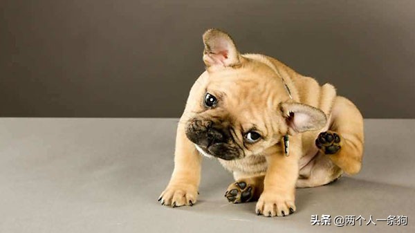 狗狗怎么预防脓皮病复发,防止狗狗皮癣病的方法