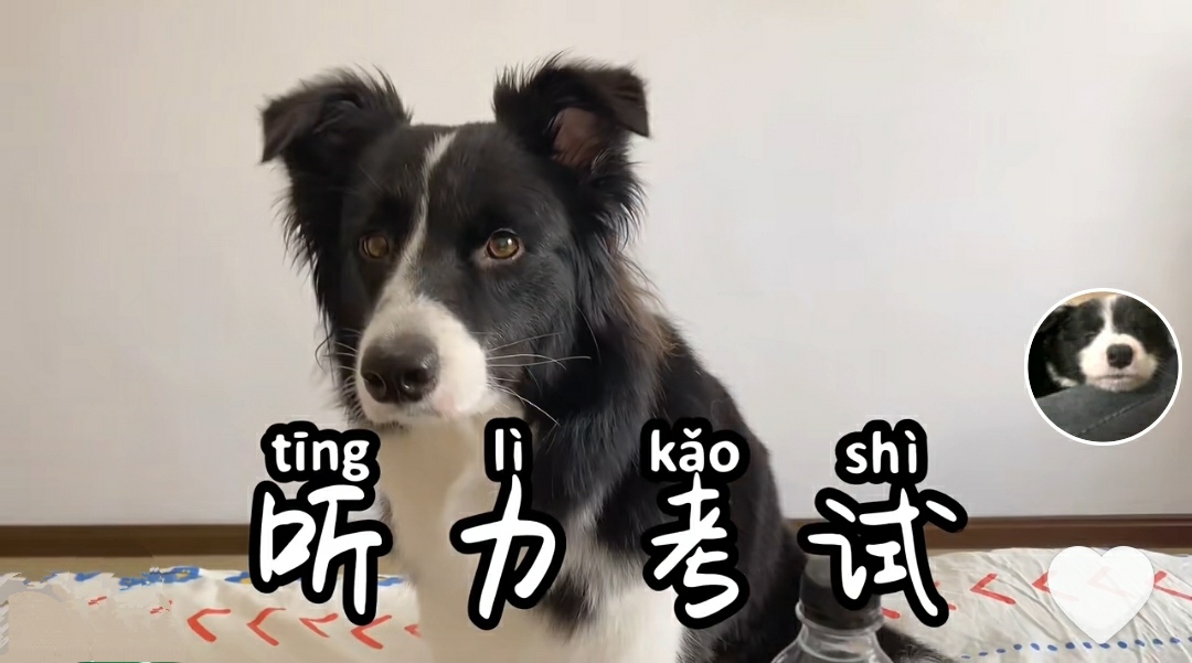 养狗还是要养两只,养狗是养一条好还是养两条好