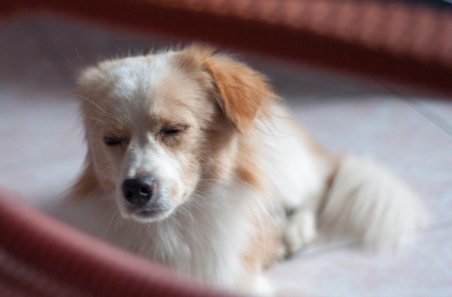 养狗的时候一定要注意这几个问题，不然可能会让狗狗恨你