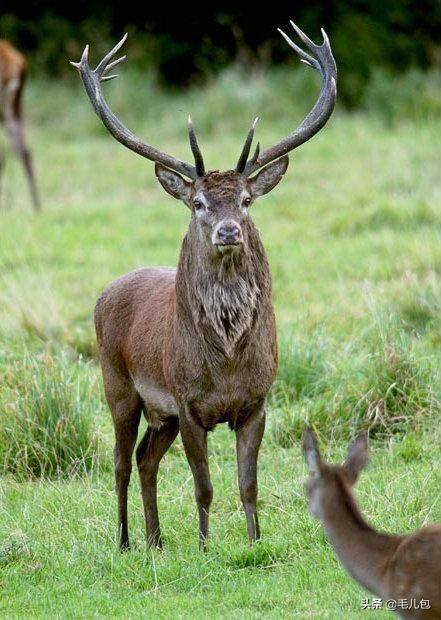 世界上最大的动物长什么样,所有动物最大的样子有多大