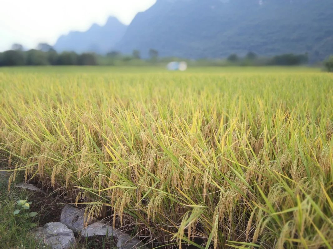 陌上的田园·王家湾村