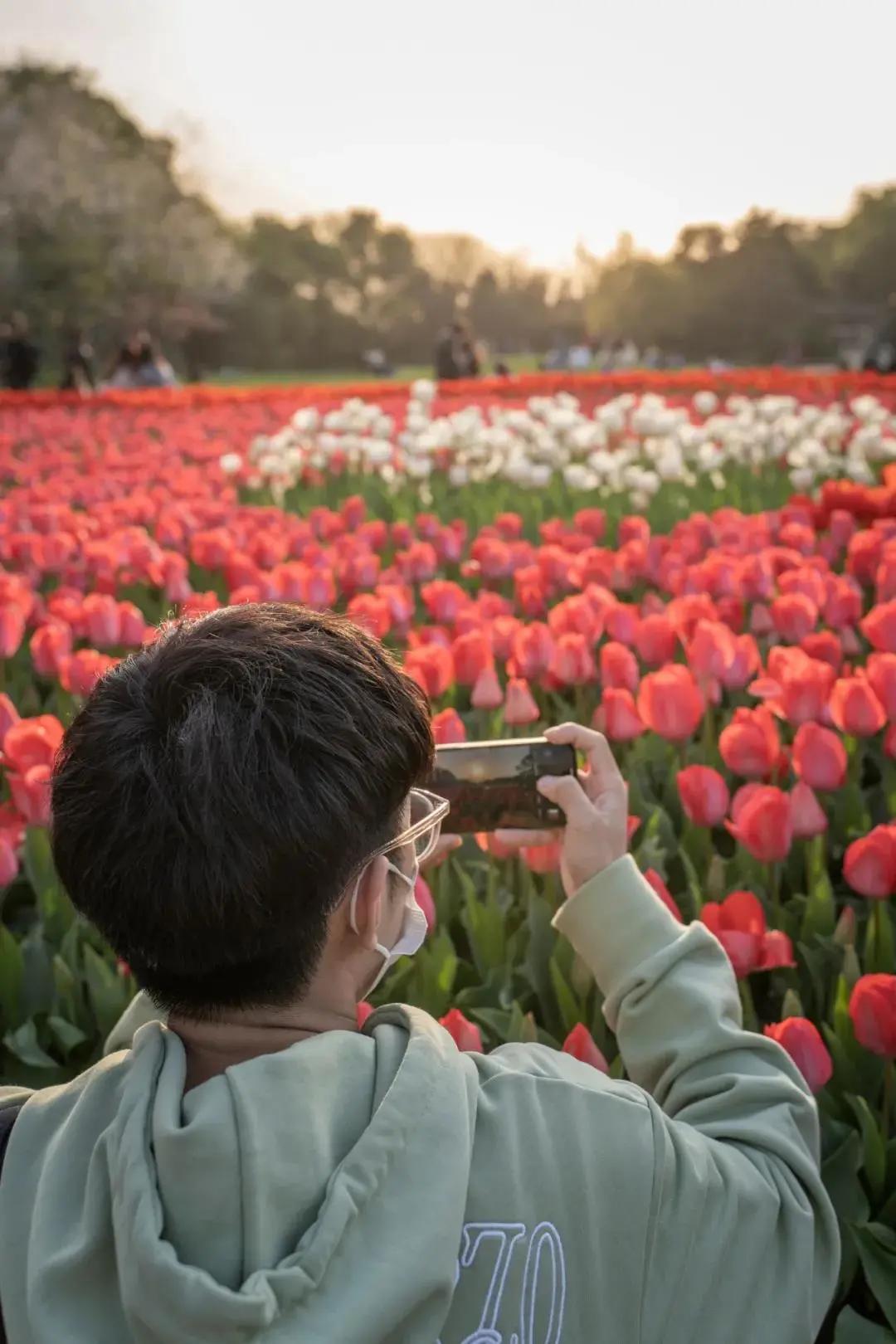 春光恰好清明小长假赏花指南,清明小长假花海