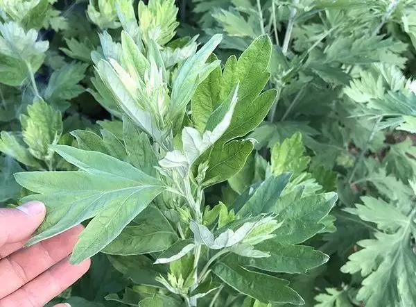 最近很火的艾草在室内使用有效果,艾草对女人的好处