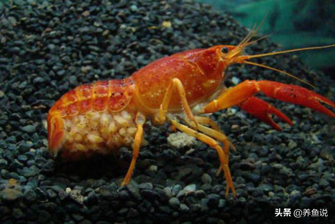 小龙虾成长慢养殖技术,小龙虾培育优化