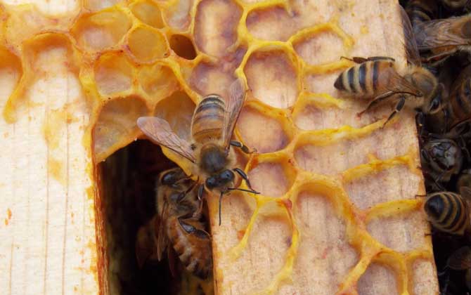 哈茨木霉菌防控蜜蜂病害,冬季蜜蜂怎么防病害的
