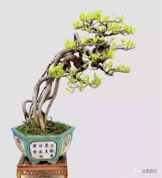 48种绝世盆景,绝世惊艳之作