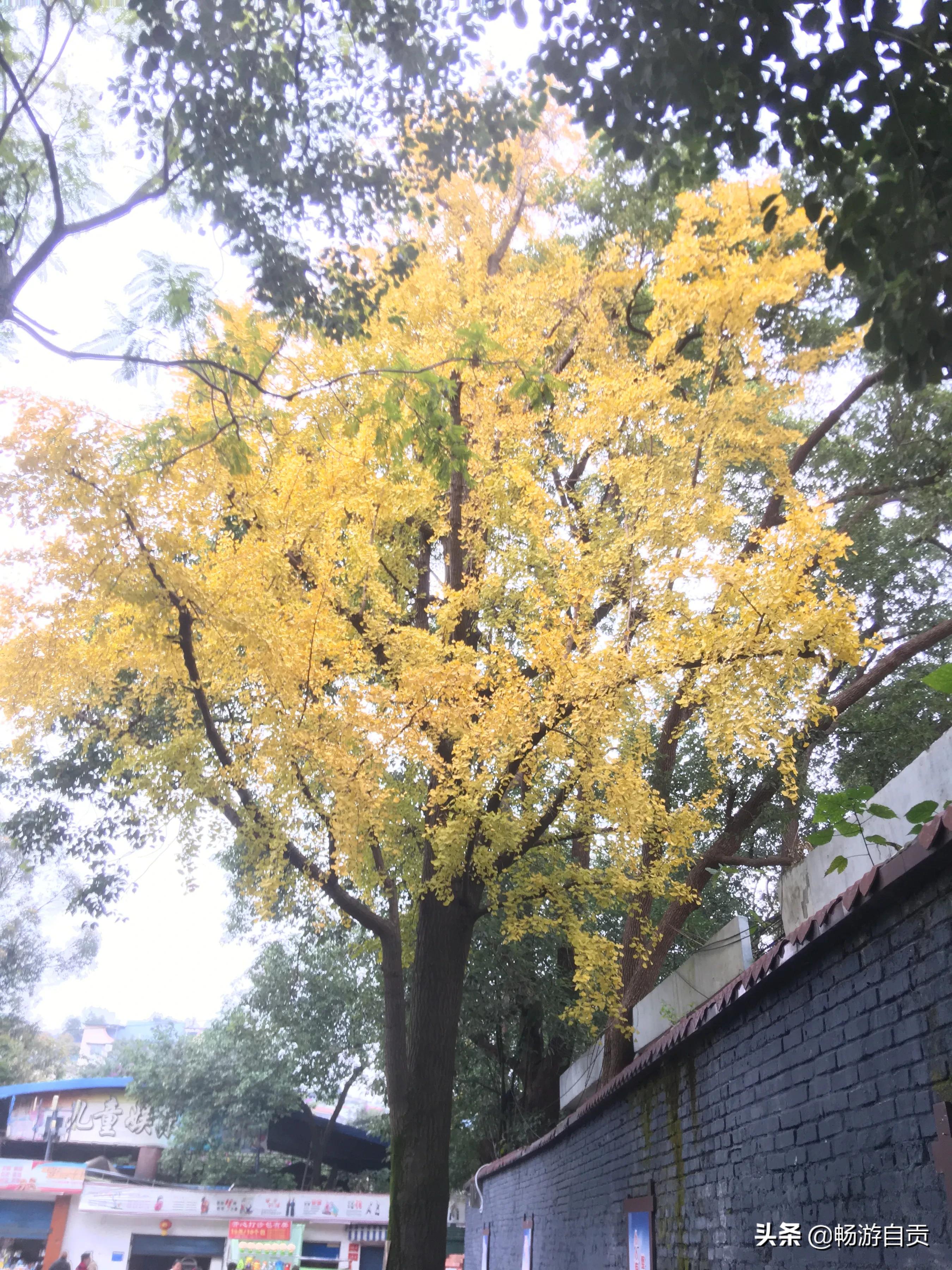 恰逢仲冬季节，追寻自贡唯美黄金叶