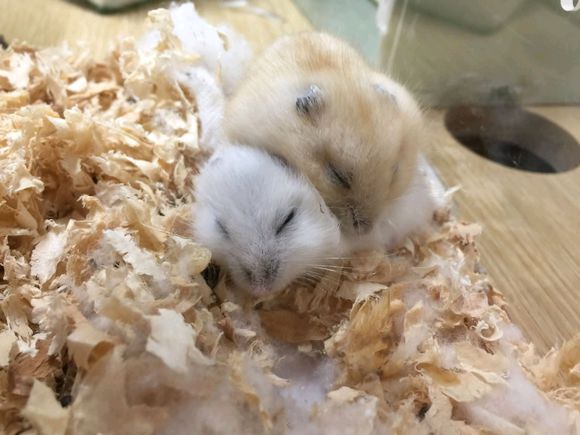 布丁仓鼠和三线仓鼠能合笼吗,买回来的仓鼠可以马上合笼吗