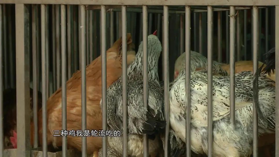 老广私藏的“心水宝地”！活禽多款，煲汤蒸煮没难度