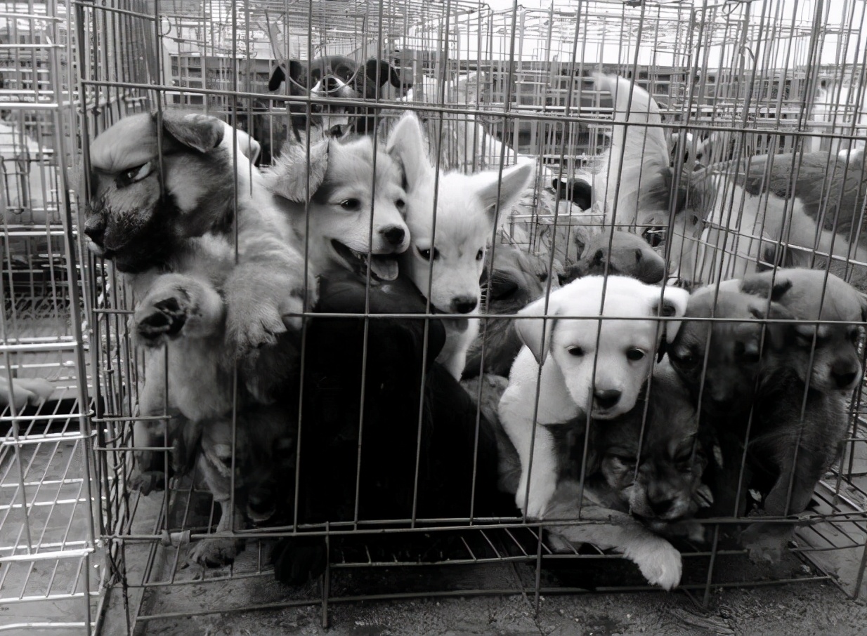 狗狗价格贵有什么区别,狗狗800元与8000元的差别