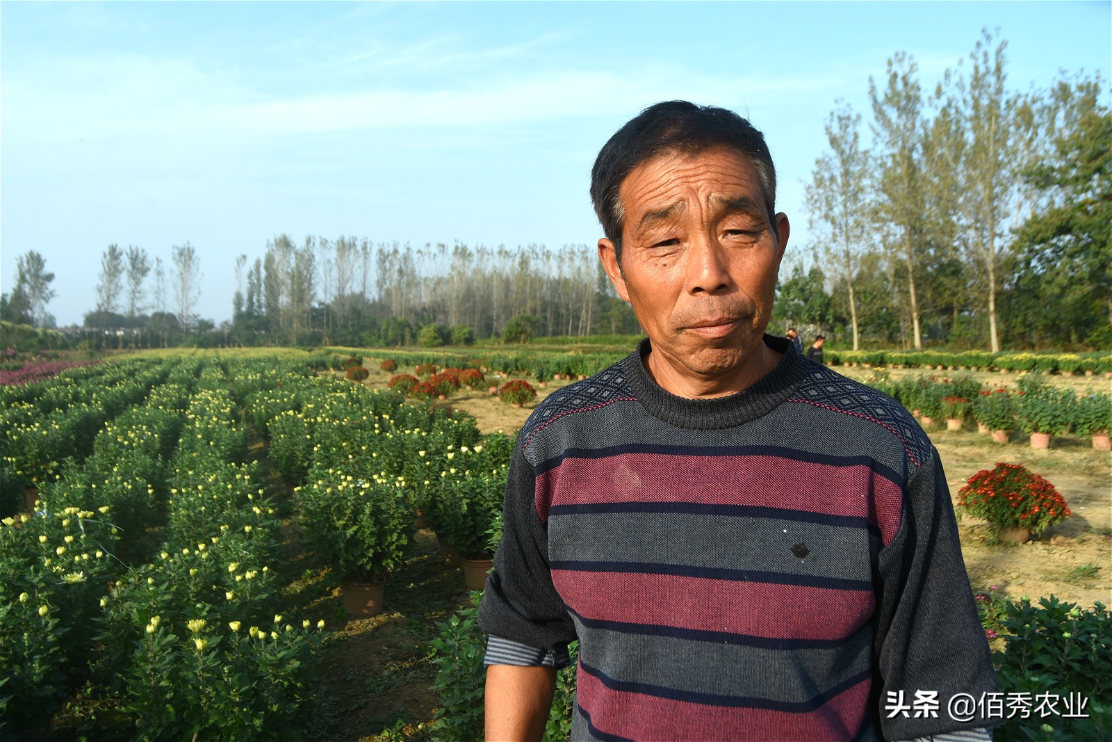 金秋十月菊花满城,金秋十月菊花价格
